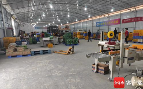 琼中绿橙数据化分选工厂 科技赋能产业升级 数据服务稳定就业双丰收